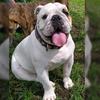 morgansitobulldog