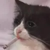 catwantlilsalami