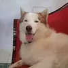 reinahana