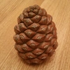 penelopethepinecone