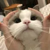 meowl_zi