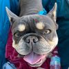 bubby_the_frenchie