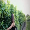 janachen00