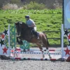 cosens_equine