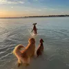 chaimaadk4