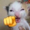 urkittennme