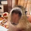 capybara0044