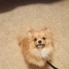 nikpieper