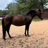 sommerharris22