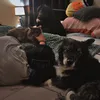 meginthewild2