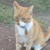 hi_im_milo