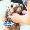poochparadise925