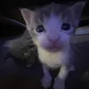 kyuu1ssan