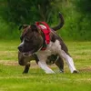 vegas.amstaff