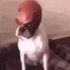 peepslulbb