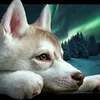 stardust_1911