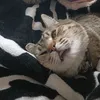 breenmeow