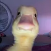angelicahardin_
