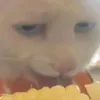 tortellini385