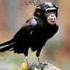 ponury_kutasiarz