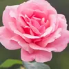 d3bs_l0ve