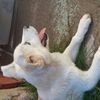 perritoelvis