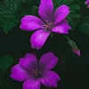 nuetzluegeda
