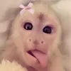 4bby528