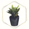 crotonthecroton