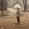 wanderlamb