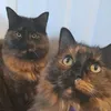alfieandleathecats