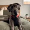 maloothegreat