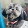 lunagirlpup