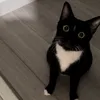 lisadriani.frases.gatos