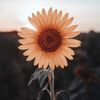 angielove1729