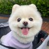 sarangthepom