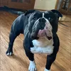 SHOUGsBullies