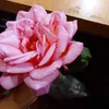 dany.cortez66