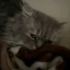 thebossmhed