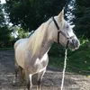 lalathehorse