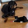 Max, Mila & Cleo