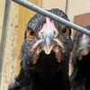 birdiemona