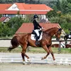 equestriangirl