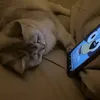 rounaz