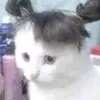 seukidoongie