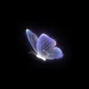 butterfly_jp05