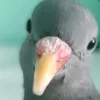 gretaflamingo