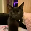 littlewibble