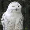 roosdedoosy