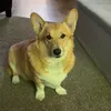 wolfy97531